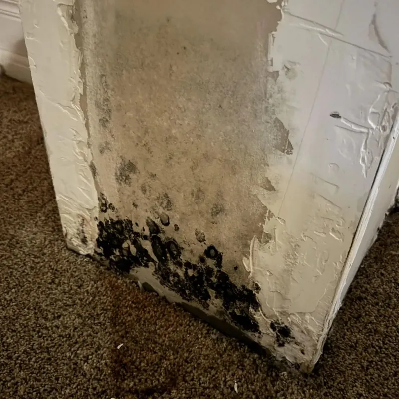 Professional Mold Removal in Plainfield, NJ